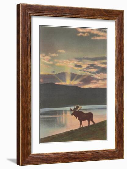 Moose at Sunset, Montana-null-Framed Art Print