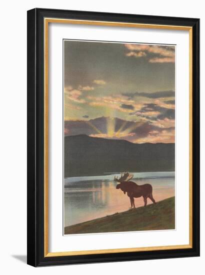 Moose at Sunset, Montana-null-Framed Art Print