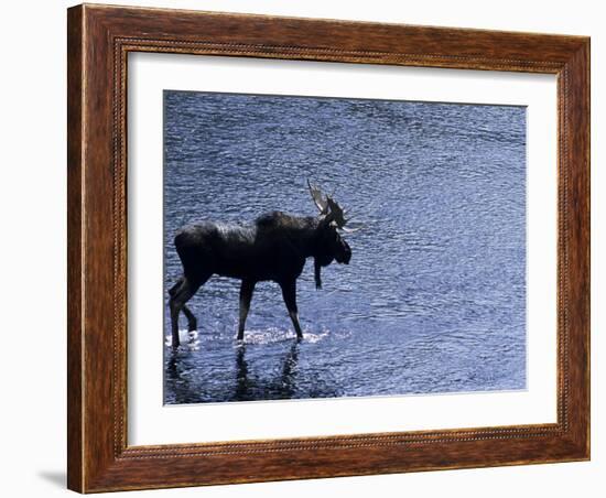 Moose Bull Crosses River-Georgienne Bradley-Framed Photographic Print