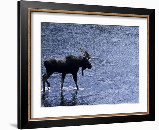 Moose Bull Crosses River-Georgienne Bradley-Framed Photographic Print