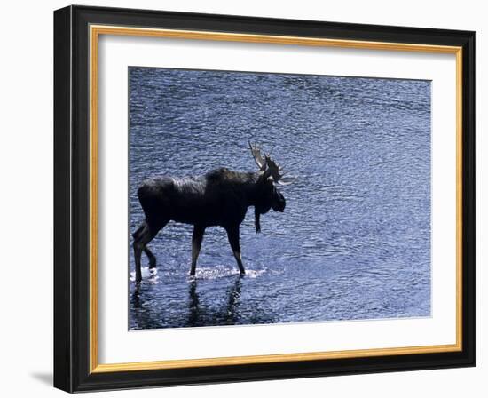 Moose Bull Crosses River-Georgienne Bradley-Framed Photographic Print