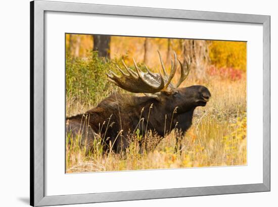 Moose bull in golden willows.-Larry Ditto-Framed Photographic Print