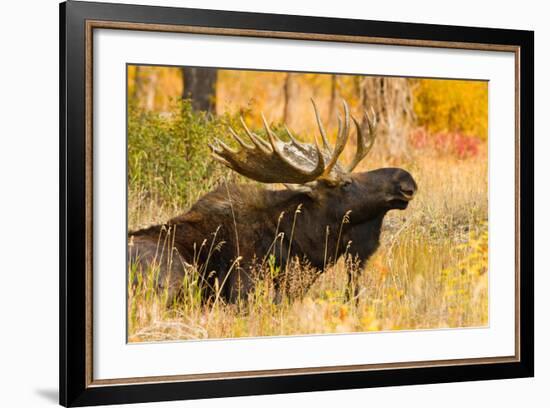 Moose bull in golden willows.-Larry Ditto-Framed Photographic Print