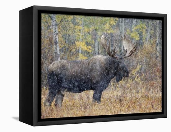 Moose Bull in Snow Storm with Aspen Trees in Background, Grand Teton National Park, Wyoming, USA-Rolf Nussbaumer-Framed Premier Image Canvas