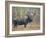 Moose Bull in Snow Storm with Aspen Trees in Background, Grand Teton National Park, Wyoming, USA-Rolf Nussbaumer-Framed Photographic Print