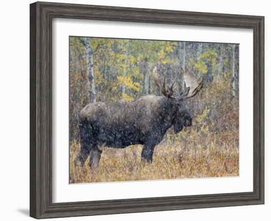 Moose Bull in Snow Storm with Aspen Trees in Background, Grand Teton National Park, Wyoming, USA-Rolf Nussbaumer-Framed Photographic Print