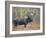 Moose Bull in Snow Storm with Aspen Trees in Background, Grand Teton National Park, Wyoming, USA-Rolf Nussbaumer-Framed Photographic Print