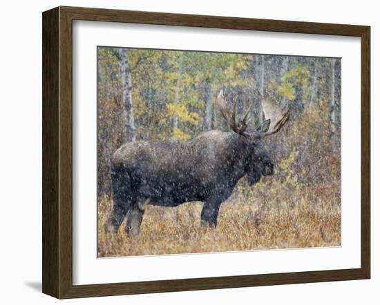 Moose Bull in Snow Storm with Aspen Trees in Background, Grand Teton National Park, Wyoming, USA-Rolf Nussbaumer-Framed Photographic Print