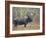 Moose Bull in Snow Storm with Aspen Trees in Background, Grand Teton National Park, Wyoming, USA-Rolf Nussbaumer-Framed Photographic Print