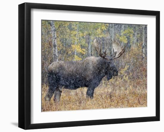 Moose Bull in Snow Storm with Aspen Trees in Background, Grand Teton National Park, Wyoming, USA-Rolf Nussbaumer-Framed Photographic Print