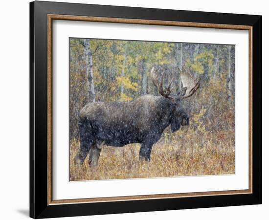 Moose Bull in Snow Storm with Aspen Trees in Background, Grand Teton National Park, Wyoming, USA-Rolf Nussbaumer-Framed Photographic Print