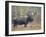 Moose Bull in Snow Storm with Aspen Trees in Background, Grand Teton National Park, Wyoming, USA-Rolf Nussbaumer-Framed Photographic Print