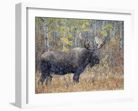 Moose Bull in Snow Storm with Aspen Trees in Background, Grand Teton National Park, Wyoming, USA-Rolf Nussbaumer-Framed Photographic Print