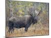 Moose Bull in Snow Storm with Aspen Trees in Background, Grand Teton National Park, Wyoming, USA-Rolf Nussbaumer-Mounted Photographic Print