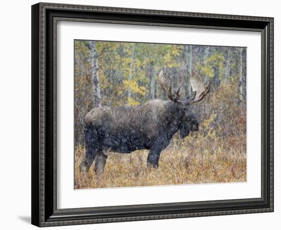 Moose Bull in Snow Storm with Aspen Trees in Background, Grand Teton National Park, Wyoming, USA-Rolf Nussbaumer-Framed Photographic Print