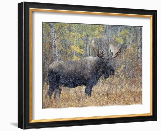 Moose Bull in Snow Storm with Aspen Trees in Background, Grand Teton National Park, Wyoming, USA-Rolf Nussbaumer-Framed Photographic Print