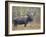 Moose Bull in Snow Storm with Aspen Trees in Background, Grand Teton National Park, Wyoming, USA-Rolf Nussbaumer-Framed Photographic Print