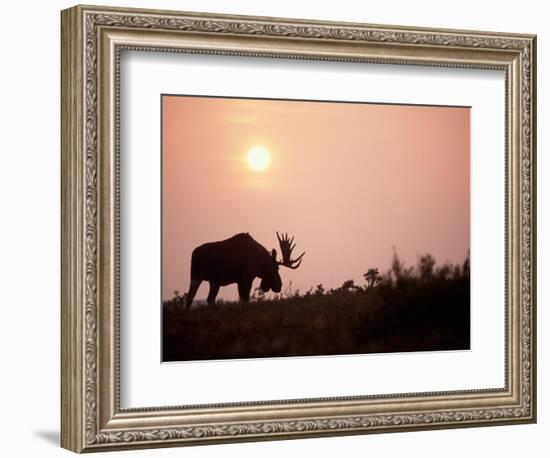 Moose Bull with Antlers Silhouetted at Sunset, Smoke of Wildfires, Denali National Park, Alaska-Steve Kazlowski-Framed Photographic Print