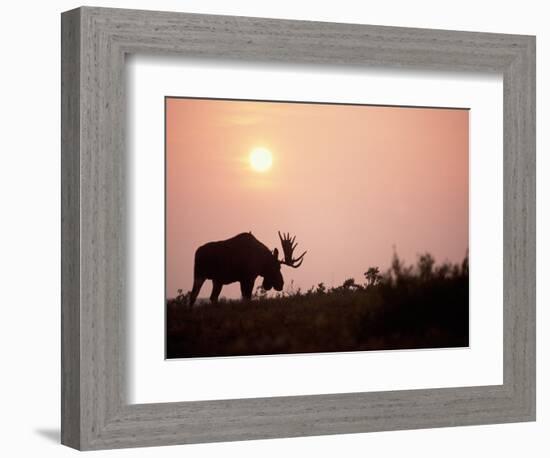 Moose Bull with Antlers Silhouetted at Sunset, Smoke of Wildfires, Denali National Park, Alaska-Steve Kazlowski-Framed Photographic Print