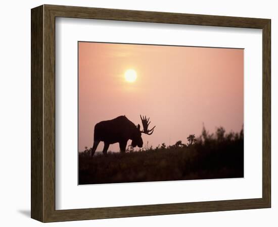 Moose Bull with Antlers Silhouetted at Sunset, Smoke of Wildfires, Denali National Park, Alaska-Steve Kazlowski-Framed Photographic Print