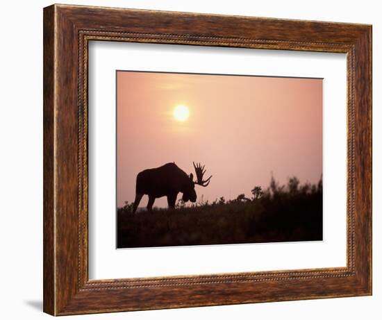 Moose Bull with Antlers Silhouetted at Sunset, Smoke of Wildfires, Denali National Park, Alaska-Steve Kazlowski-Framed Photographic Print