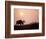 Moose Bull with Antlers Silhouetted at Sunset, Smoke of Wildfires, Denali National Park, Alaska-Steve Kazlowski-Framed Photographic Print