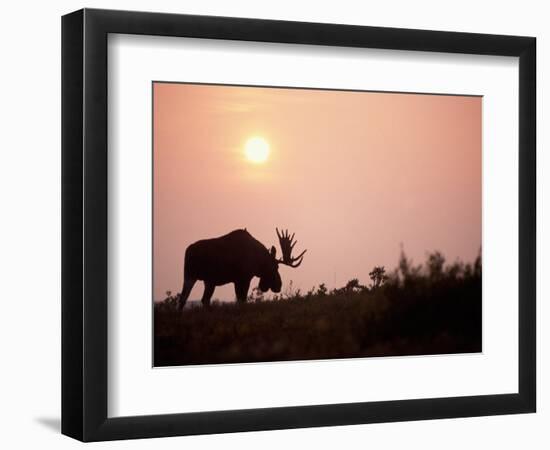 Moose Bull with Antlers Silhouetted at Sunset, Smoke of Wildfires, Denali National Park, Alaska-Steve Kazlowski-Framed Photographic Print