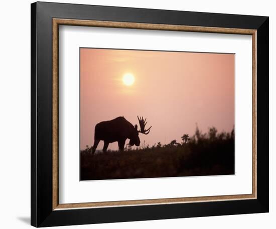 Moose Bull with Antlers Silhouetted at Sunset, Smoke of Wildfires, Denali National Park, Alaska-Steve Kazlowski-Framed Photographic Print