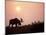 Moose Bull with Antlers Silhouetted at Sunset, Smoke of Wildfires, Denali National Park, Alaska-Steve Kazlowski-Mounted Photographic Print