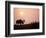 Moose Bull with Antlers Silhouetted at Sunset, Smoke of Wildfires, Denali National Park, Alaska-Steve Kazlowski-Framed Photographic Print