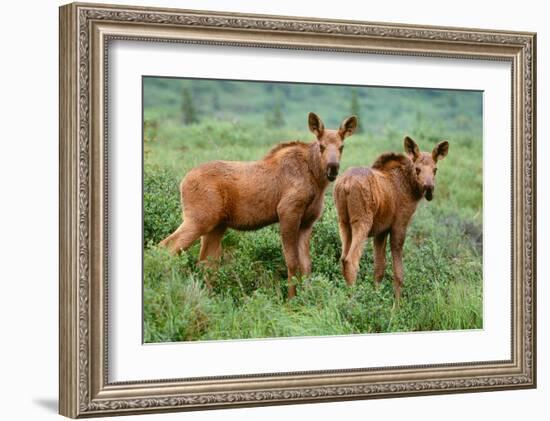 Moose Calves, Denali National Park, Alaska-Art Wolfe-Framed Giclee Print