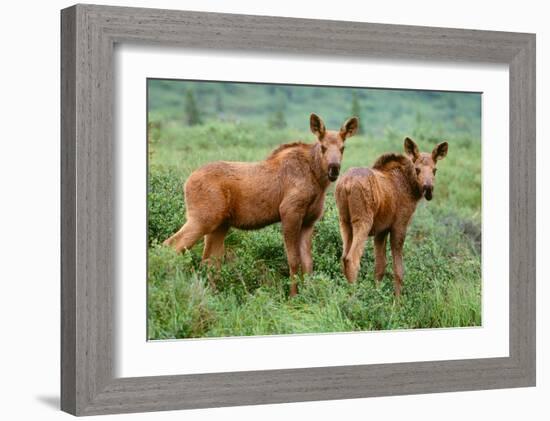 Moose Calves, Denali National Park, Alaska-Art Wolfe-Framed Giclee Print