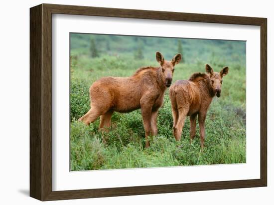 Moose Calves, Denali National Park, Alaska-Art Wolfe-Framed Giclee Print