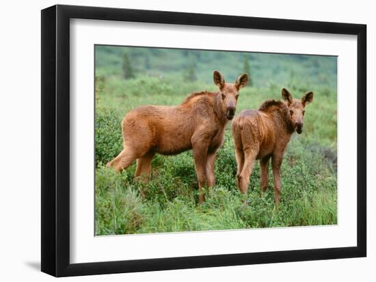 Moose Calves, Denali National Park, Alaska-Art Wolfe-Framed Giclee Print