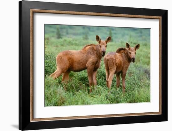 Moose Calves, Denali National Park, Alaska-Art Wolfe-Framed Giclee Print