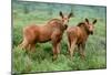 Moose Calves, Denali National Park, Alaska-Art Wolfe-Mounted Giclee Print