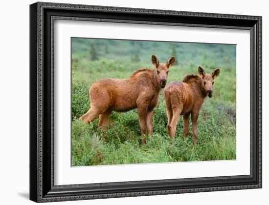 Moose Calves, Denali National Park, Alaska-Art Wolfe-Framed Giclee Print