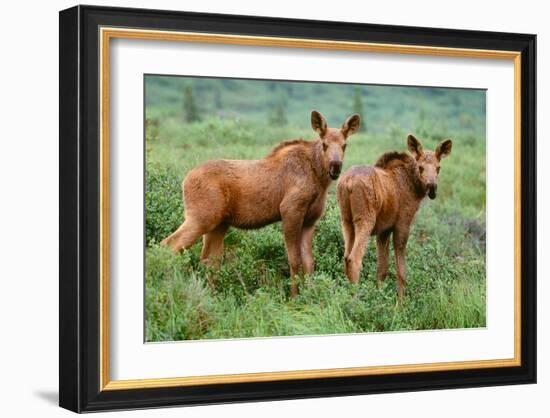 Moose Calves, Denali National Park, Alaska-Art Wolfe-Framed Giclee Print