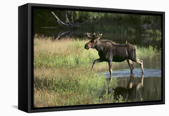 Moose Crossing River-DLILLC-Framed Premier Image Canvas