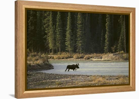 Moose Crossing River-DLILLC-Framed Premier Image Canvas