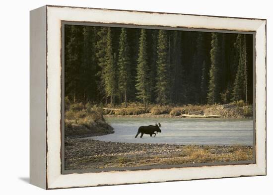 Moose Crossing River-DLILLC-Framed Premier Image Canvas