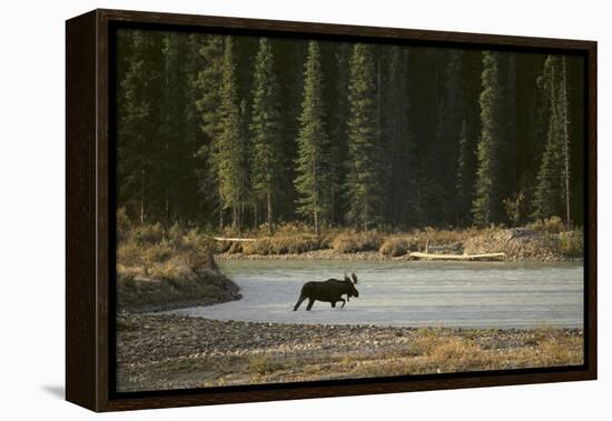 Moose Crossing River-DLILLC-Framed Premier Image Canvas