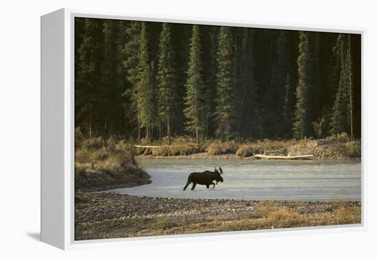 Moose Crossing River-DLILLC-Framed Premier Image Canvas