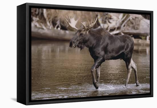 Moose Crossing River-DLILLC-Framed Premier Image Canvas