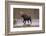 Moose Crossing River-DLILLC-Framed Photographic Print