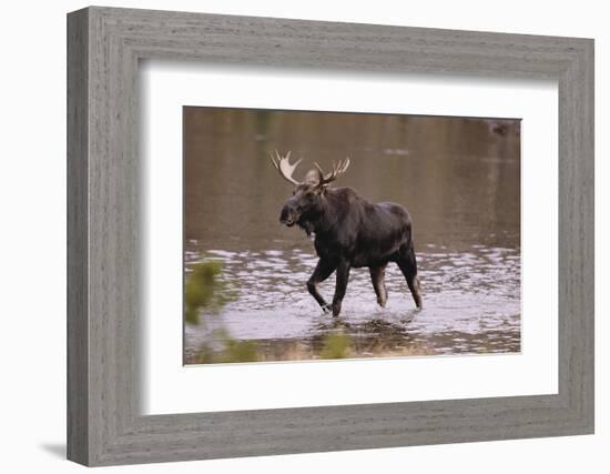 Moose Crossing River-DLILLC-Framed Photographic Print