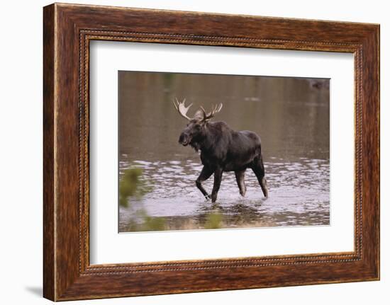 Moose Crossing River-DLILLC-Framed Photographic Print