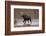 Moose Crossing River-DLILLC-Framed Photographic Print