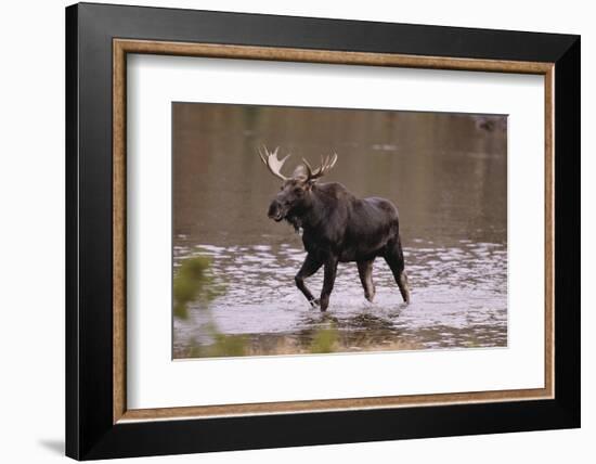 Moose Crossing River-DLILLC-Framed Photographic Print