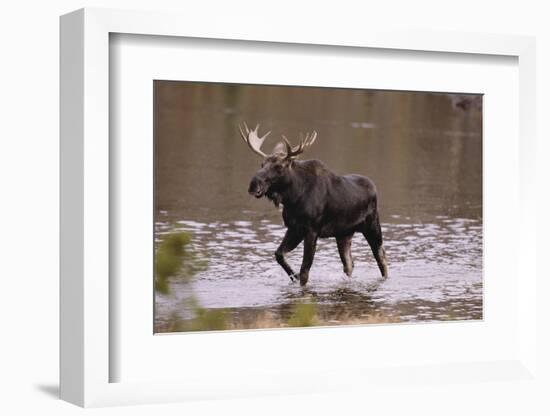 Moose Crossing River-DLILLC-Framed Photographic Print